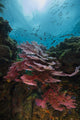Coral Reef in Raja Ampat, Indonesia Poster Print by Jennifer Idol