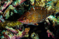Wrasse in Raja Ampat, Indonesia poster print by Jennifer Idol featuring vibrant marine life.