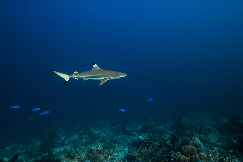 Blacktip Shark Poster Print in St. Croix, US Virgin Islands by Jennifer Idol | Stocktrek Images