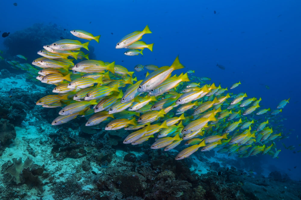 Golden-Lined Snapper in Raja Ampat, Indonesia Poster Print by Jennifer Idol