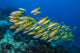 Golden-Lined Snapper in Raja Ampat, Indonesia Poster Print by Jennifer Idol
