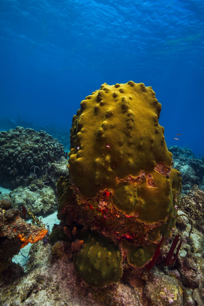 Coral Reef in St. Croix, US Virgin Islands Poster Print by Jennifer Idol