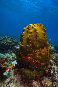Coral Reef in St. Croix, US Virgin Islands Poster Print by Jennifer Idol