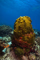 Coral Reef in St. Croix, US Virgin Islands Poster Print by Jennifer Idol