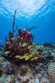 Coral Reef in St. Croix poster print by Jennifer Idol showcasing vibrant ocean colors.