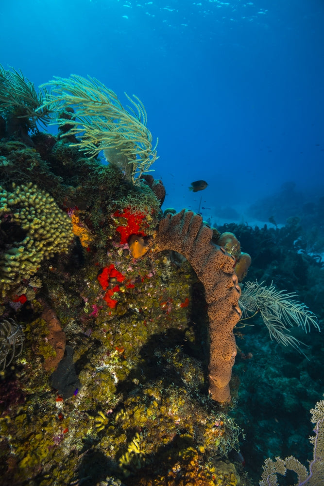 Coral Reef in St. Croix, US Virgin Islands Poster Print by Jennifer Idol