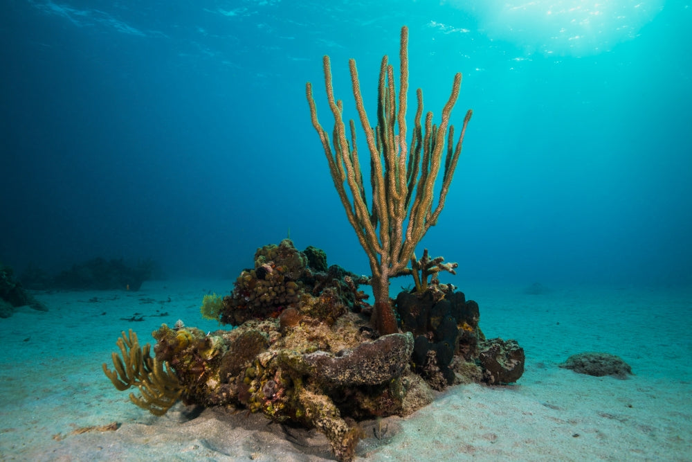 Coral Reef in St. Croix, US Virgin Islands Poster Print by Jennifer Idol, showcasing vibrant marine life
