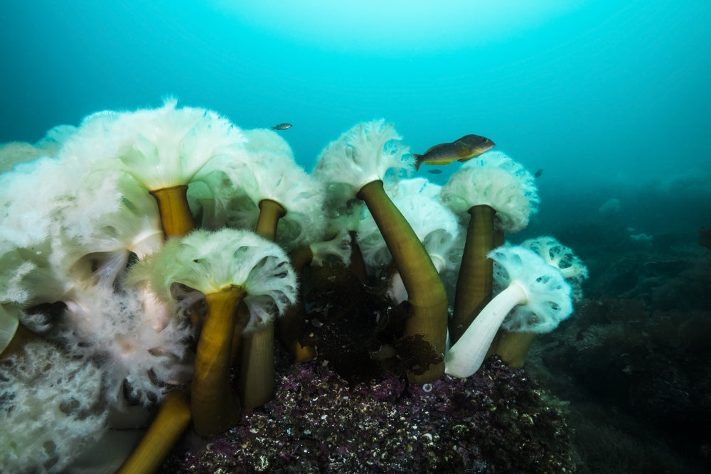 Giant Plumose Anemones in Prince William Sound art print featuring vibrant underwater colors
