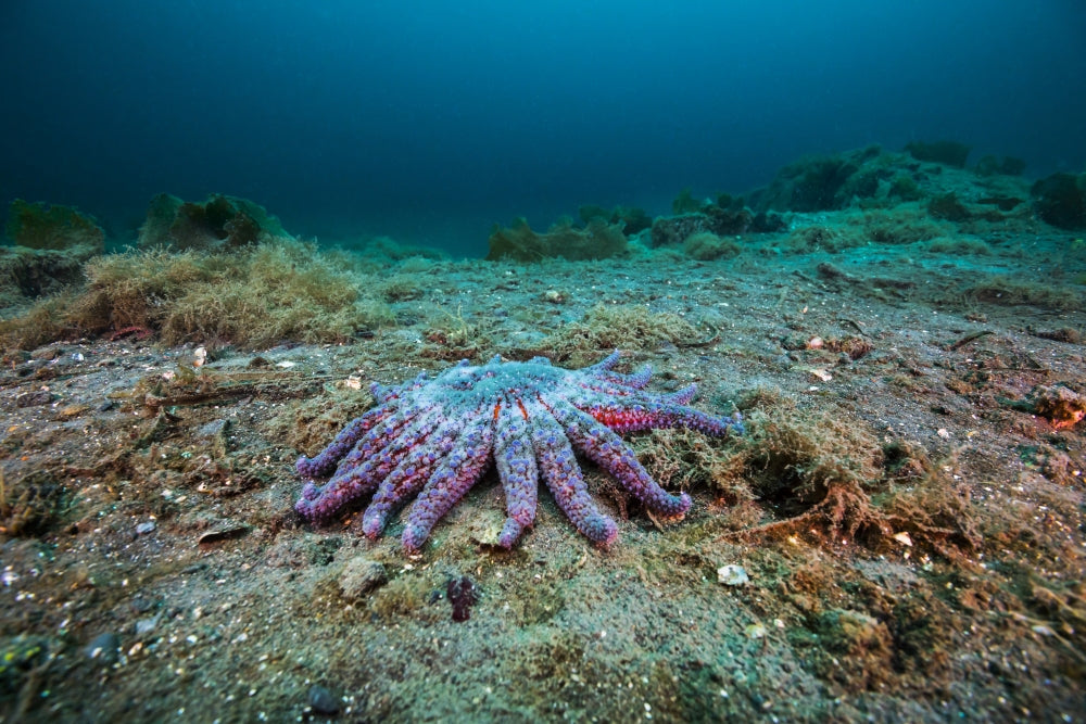 Sunflower Sea Star underwater poster print by Jennifer Idol