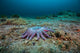 Sunflower Sea Star underwater poster print by Jennifer Idol