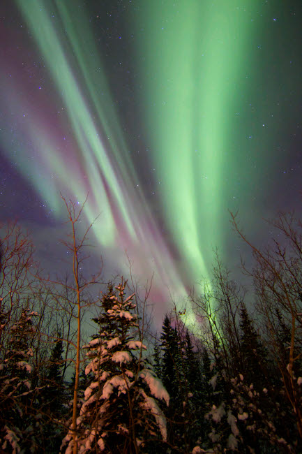 Aurora Borealis with trees poster print showcasing vibrant night sky in Whitehorse, Yukon, Canada.