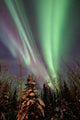 Aurora Borealis with trees poster print showcasing vibrant night sky in Whitehorse, Yukon, Canada.
