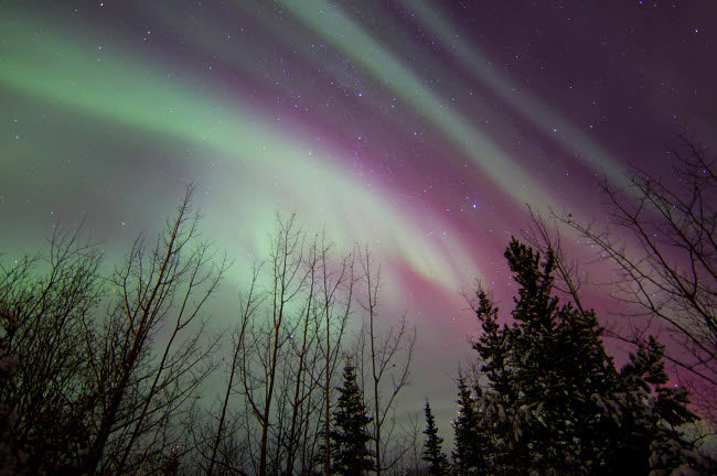 Aurora Borealis with Trees in Whitehorse, Yukon Poster Print by Joseph Bradley