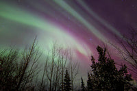 Aurora Borealis with Trees in Whitehorse, Yukon Poster Print by Joseph Bradley