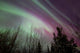 Aurora Borealis with Trees in Whitehorse, Yukon Poster Print by Joseph Bradley