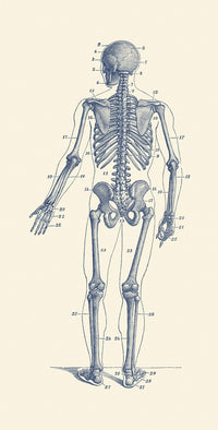 Vintage skeleton anatomy poster print showcasing detailed bone structure.