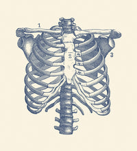 Vintage anatomy print showcasing human rib cage and shoulders.