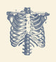 Vintage anatomy print showcasing human rib cage and shoulders.