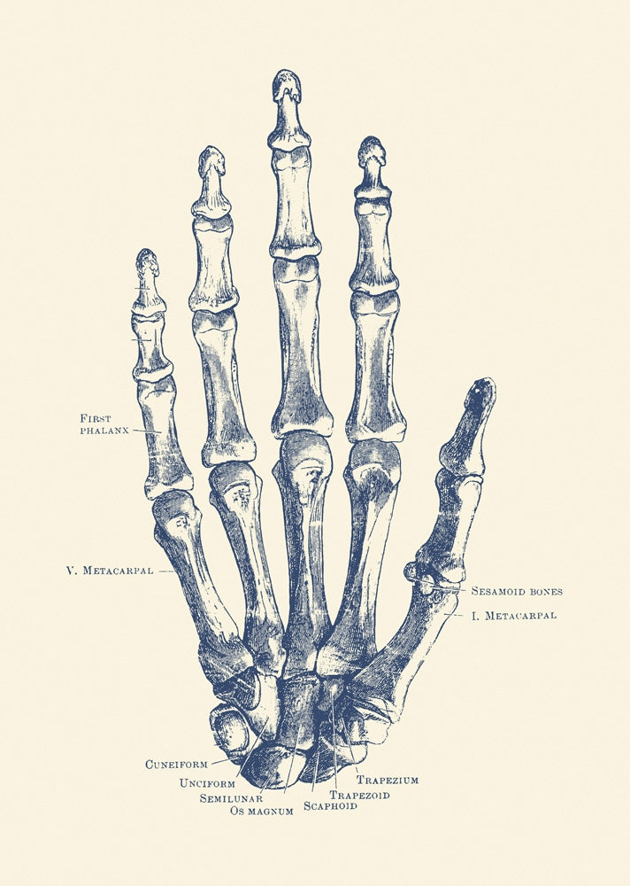 Vintage human skeleton anatomy print featuring labeled bones.