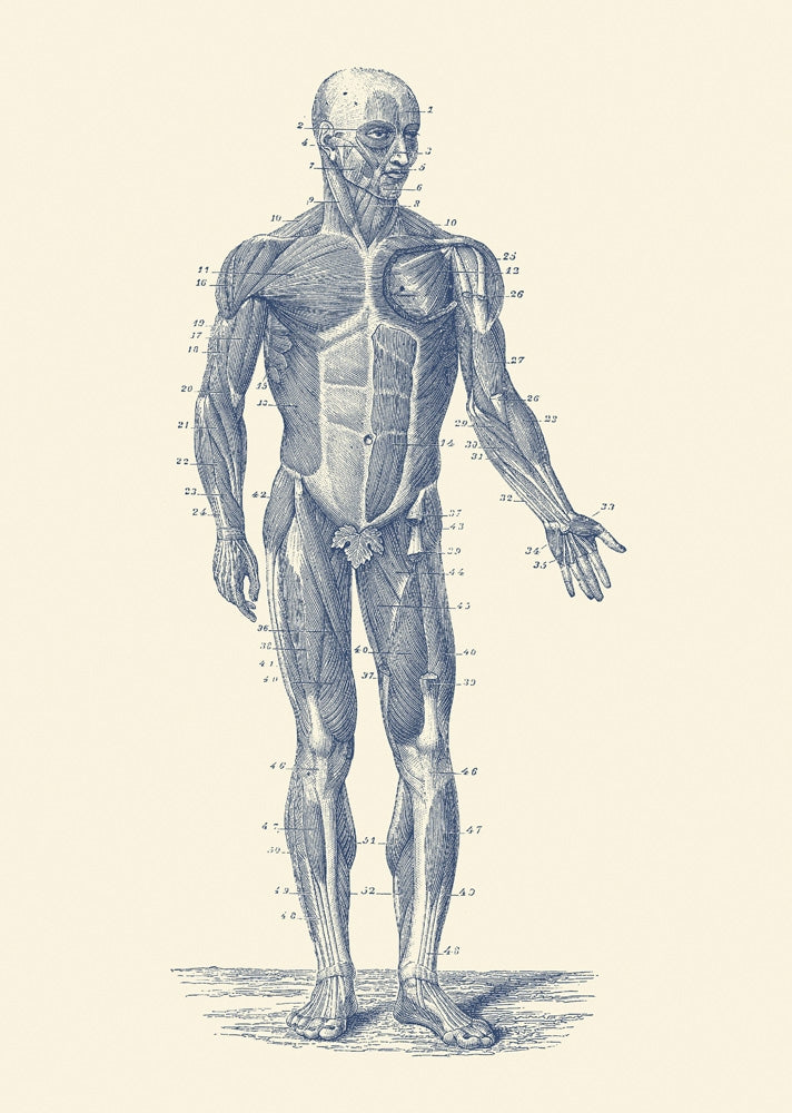 Vintage anatomy print of the human musculoskeletal system.