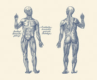 Vintage anatomy print displaying the human muscular system in dual view.