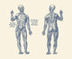 Vintage anatomy print displaying the human muscular system in dual view.