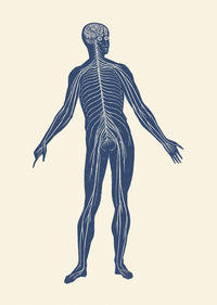 Vintage anatomy print of the lymphatic system in human body by John Parrot.
