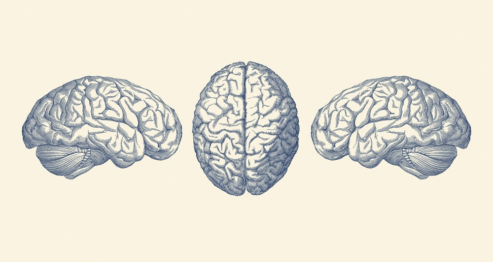 Vintage human brain anatomy poster print showing three views