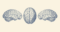 Vintage human brain anatomy poster print showing three views