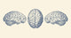 Vintage human brain anatomy poster print showing three views