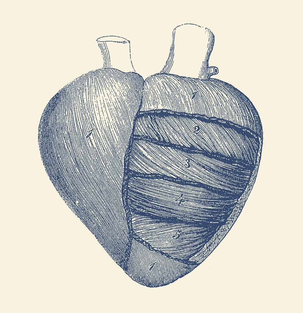 Vintage human heart anatomy poster print by John Parrot