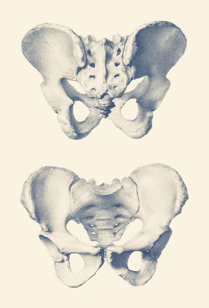 Vintage anatomy print showing a dual view of the human pelvis.