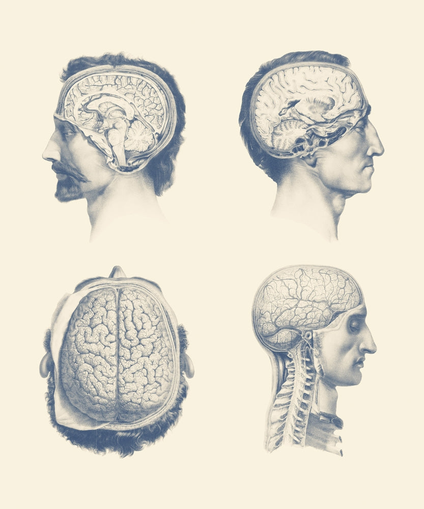 Male Brain Anatomy Poster Print showcasing venous system, thalamus, cerebellum, and spinal cord.