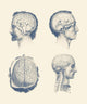 Male Brain Anatomy Poster Print showcasing venous system, thalamus, cerebellum, and spinal cord.