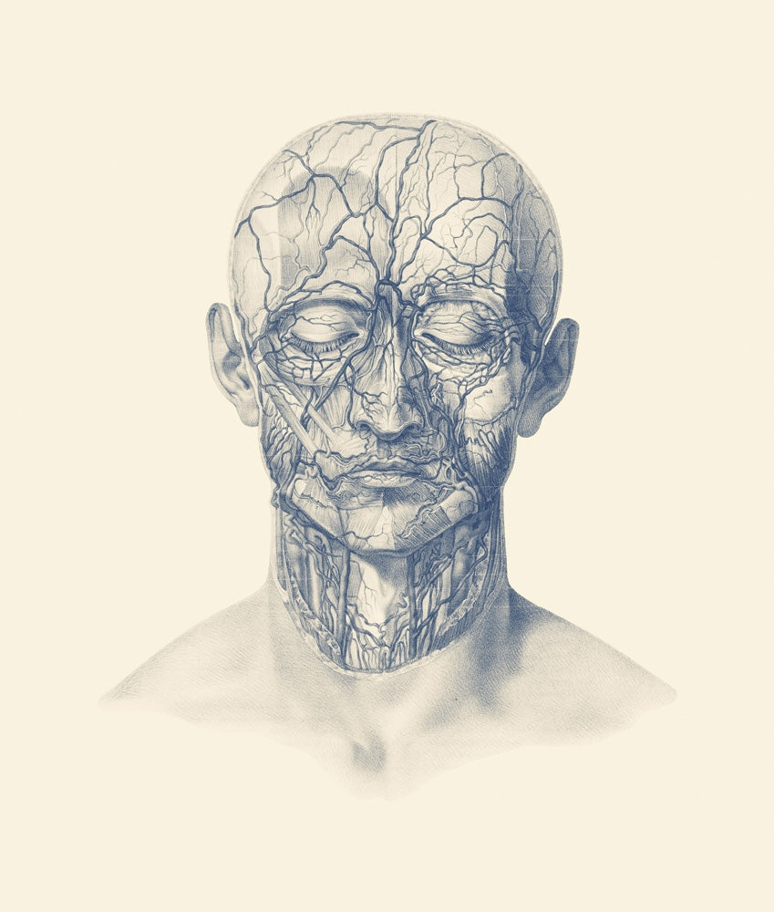 Vintage anatomy print showing veins, arteries, and muscles of the human head.