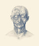 Vintage anatomy print showing veins, arteries, and muscles of the human head.
