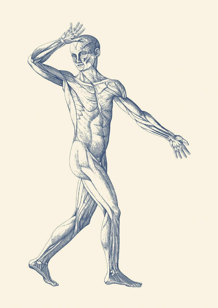 Vintage anatomy poster print featuring a dynamic view of the muscular system.