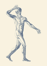 Vintage anatomy poster print featuring a dynamic view of the muscular system.