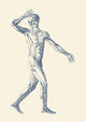 Vintage anatomy poster print featuring a dynamic view of the muscular system.
