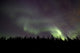 Aurora Borealis over trees in Yukon, Canada Poster Print