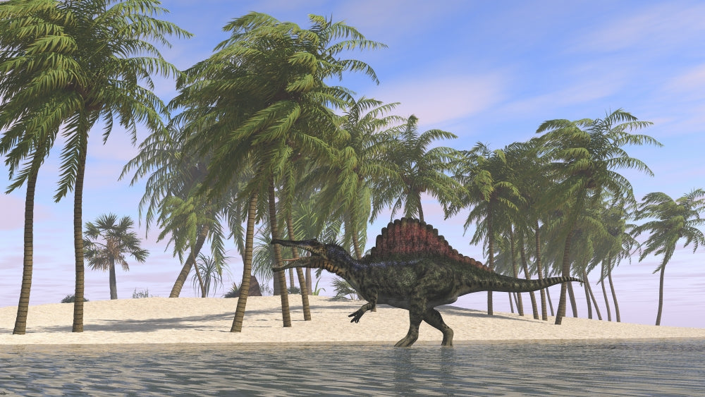 Spinosaurus hunting for its meal in shallow water poster print