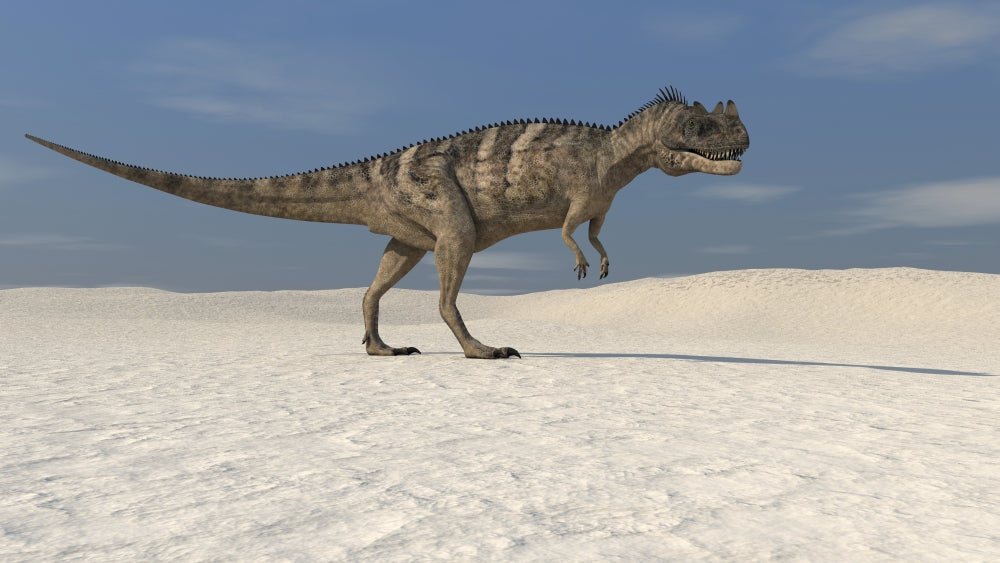 Ceratosaurus walking across a barren landscape poster print