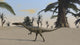Coelophysis in a desert landscape poster print showcasing a prehistoric dinosaur.