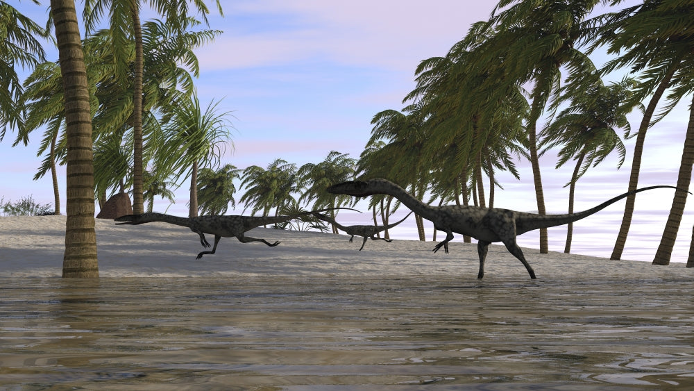 Three Coelophysis running along the shore poster print