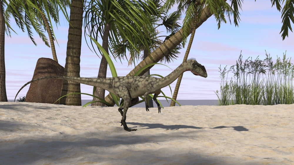 Coelophysis dinosaur in a prehistoric environment poster print