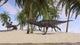 Majungasaurus running across a tropical landscape poster print.