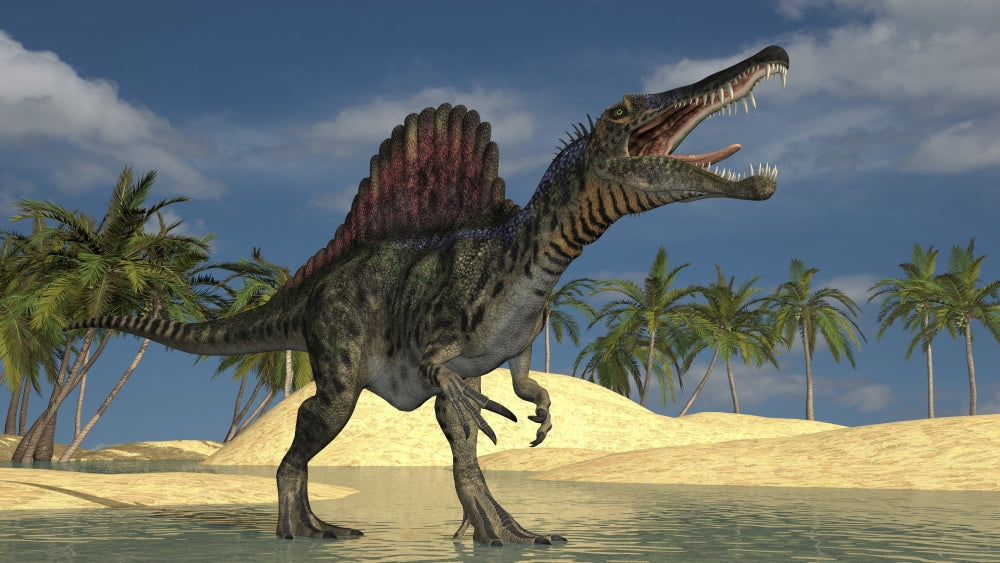 Spinosaurus hunting for its next meal in shallow waters poster print