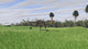 Gigantoraptor Running Across an Open Field Poster Print