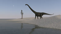 Mamenchisaurus walking along the shoreline poster print