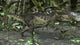 Tyrannosaurus Rex in Prehistoric Woodlands Poster Print